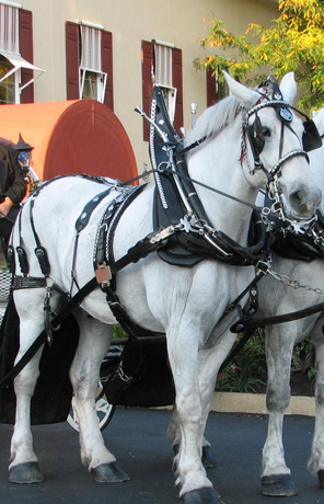 Carriage Horses