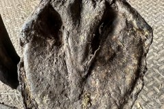 1_Wall-has-deteriorated-or-broken-off-and-horse-has-most-of-weight-bearing-on-sole-in-front-half-of-foot