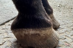 2_Very-little-hoof-wall-is-making-contact-with-ground