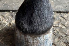3_Foot-is-trimmed-and-cleaned-up-before-application-of-FootPro-Cast-material
