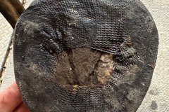 6_Horse-will-remain-barefoot-so-cast-is-lapped-well-over-most-of-the-sole-to-provide-protection-and-support