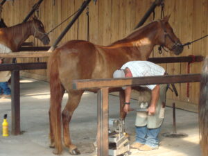 Testing for farrier certification