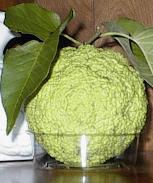 The hedgeapple farrierly trivia