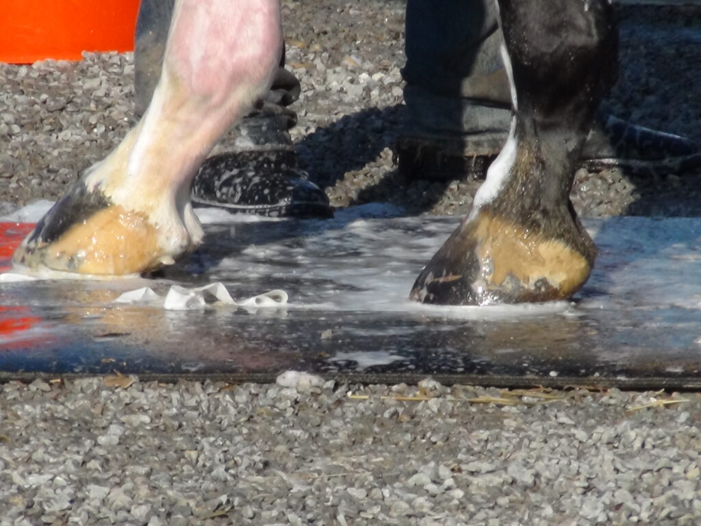 hoof
