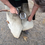 Steve Norman fits this horse with a Kerckhaert Fast Break XT.