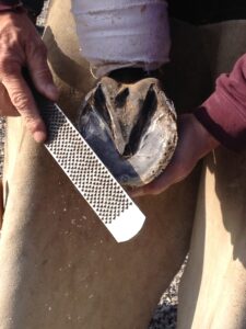 Steve Norman levels and rasps the foot of "Boisterous." Steve is using a Bellota Top Sharp rasp.