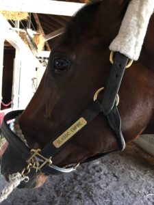 Kentucky Derby favorite Classic Empire